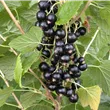 Ribes nigrum 'Titania'(s)