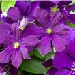 Clematis viticella 'Etoile Violette'