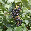 Ribes nigrum 'Ben Alder'(s)
