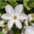 Clematis viticella 'Huldine'