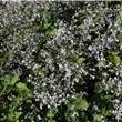 Clematis x jouiniana 'Stanislaus'