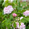 Rosa x damascena 'Jacques Cartier'