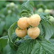 Rubus idaeus 'Poranna Rosa'®