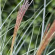 Miscanthus sinensis 'Kleine Silberspinne'