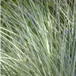 Miscanthus sinensis 'Morning Light'