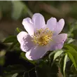 Rosa 'PiRo3'