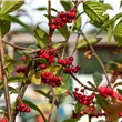 Cotoneaster frigidus
