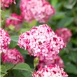 Hydrangea arborescens 'Ruby Annabelle'®