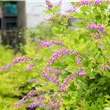 Lespedeza buergeri