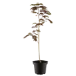 Albizia julibrissin 'Evey´s Pride'