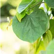 Cercis canadensis 'Cascading Hearts'