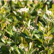 Aronia melanocarpa 'Aron'