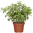 Hydrangea paniculata 'Diamantino'® Ren 101