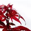 Acer palmatum 'Red Emperor'
