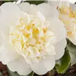 Camellia japonica 'Brushfield Yellow'