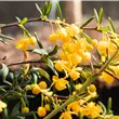Berberis stenophylla