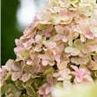Hydrangea Paniculata 