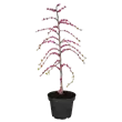 Cercis canadensis 'Traveller'