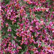 Cytisus scoparius 'Burkwoodii'
