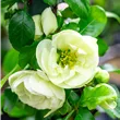 Chaenomeles spec. Kinshiden