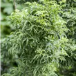 Acer palmatum 'Shishigashira' 