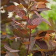Cotinus dummeri 'Grace'