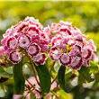 Kalmia latifolia 'Bandeau'