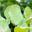 Cotinus coggygria 'Old Fashioned'
