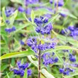 Caryopteris c. Kew Blue