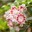 Kalmia latifolia 'Sterntaler'