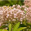 Kalmia latifolia 'Nani'