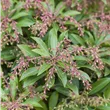 Pieris japonica var. yakushimensis