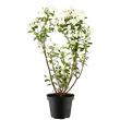 Philadelphus 'Little White Love'®
