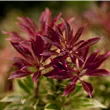 Pieris japonica 'Carnaval'