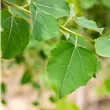 Populus tremula
