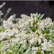 Pieris japonica 'Rondo'