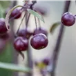 Malus 'Royal Beauty'