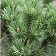 Pinus mugo 'Peterle'