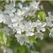 Malus 'Red Jewel'