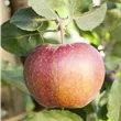 Malus domestica