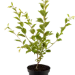 Prunus tomentosa 'Orient'
