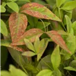 Nandina domestica 'Firepower'