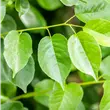 Prunus mahaleb