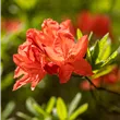 Rhododendron luteum 'Mathilde'