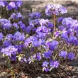 Rhododendron russatum 'Gletschernacht'