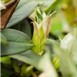 Rhododendron 'Honigduft'