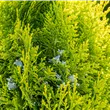 Thuja occidentalis 'King of Brabant'®