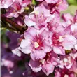 Weigela florida 'Nana Variegata'