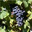 Vitis vinifera 'Nero'(s)