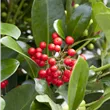 Skimmia japonica 'Red Diamond'